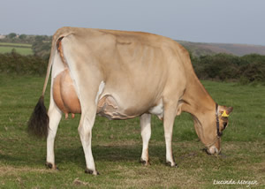 Quintrell May Katrina - Grazing